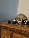 Ferret Animals for sale in Topeka, KS, USA. price: $800