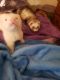 Ferret Animals for sale in Baltimore, MD, USA. price: $250