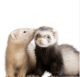 Ferret Animals for sale in Yukon, OK, USA. price: $130