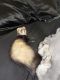 Ferret Animals for sale in Bonney Lake, WA 98391, USA. price: $500