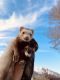 Ferret Animals for sale in Orem, UT, USA. price: NA