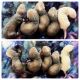Ferret Animals for sale in Fremont, IN 46737, USA. price: $150