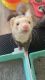 Ferret Animals for sale in Cornersville, TN 37047, USA. price: NA