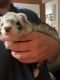 Ferret Animals for sale in Farmington, NM, USA. price: NA
