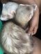 Ferret Animals for sale in Rutherfordton, NC, USA. price: NA