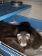 Ferret Animals for sale in Bentonville, AR, USA. price: NA