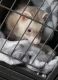 Ferret Animals for sale in Jacksonville, NC, USA. price: NA