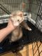 Ferret Animals for sale in Revere, MA, USA. price: NA