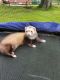 Ferret Animals for sale in Milton, NH, USA. price: NA