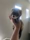 Ferret Animals for sale in North Las Vegas, NV, USA. price: NA