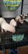 Ferret Animals for sale in Parkersburg, WV, USA. price: NA