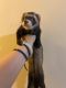 Ferret Animals for sale in Olive Branch, MS 38654, USA. price: $100