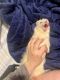Ferret Animals for sale in Olive Branch, MS 38654, USA. price: NA