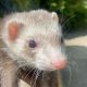 Ferret Animals for sale in Freeport, NY, USA. price: NA
