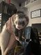 Ferret Animals for sale in 7289 Ironwood Dr, Swartz Creek, MI 48473, USA. price: $800