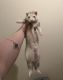 Ferret Animals for sale in 469 Santa Louisa, Irvine, CA 92606, USA. price: $420