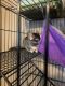 Ferret Animals for sale in Tri-Cities, WA, USA. price: $500