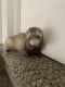 Ferret Animals for sale in Colorado Springs, CO, USA. price: $250