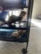 Ferret Animals for sale in Colorado Springs, Colorado. price: $500