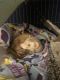 Ferret Animals for sale in Taylor, Michigan. price: $500