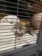 Ferret Animals for sale in Gibraltar, Michigan. price: $1,350