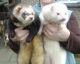 Ferret Animals for sale in El Paso, TX, USA. price: $600