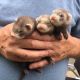 Ferret Animals for sale in Buford, GA, USA. price: NA