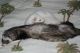 Ferret Animals for sale in Anaheim, CA, USA. price: NA