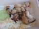 Ferret Animals for sale in Los Angeles, CA, USA. price: $100