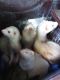 Ferret Animals for sale in Woodbury, MN, USA. price: $125