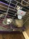 Ferret Animals for sale in Rapid City, SD, USA. price: NA