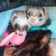Ferret Animals for sale in Fresno, CA 93720, USA. price: NA