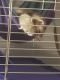 Ferret Animals for sale in Dupage County, IL, USA. price: NA