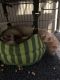 Ferret Animals for sale in Lonsdale, MN 55046, USA. price: $500