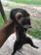 Ferret Animals for sale in Charlotte, NC, USA. price: NA