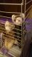 Ferret Animals for sale in Houston, DE 19954, USA. price: $500