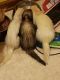 Ferret Animals for sale in Lincolnton, NC 28092, USA. price: NA