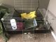 Ferret Animals for sale in Roselle, IL, USA. price: $75