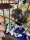 Ferret Animals for sale in Egg Harbor Township, NJ, USA. price: NA