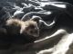 Ferret Animals for sale in Sunnyvale, TX 75182, USA. price: $320