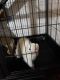 Ferret Animals for sale in Kannapolis, NC, USA. price: NA
