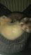Ferret Animals for sale in Indianapolis, IN, USA. price: NA