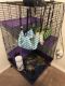 Ferret Animals for sale in Waterfall Ln, Little Elm, TX 75068, USA. price: NA