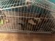 Ferret Animals for sale in 3319 146th Cir, Urbandale, IA 50323, USA. price: $150