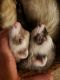 Ferret Animals for sale in Maple Grove, MN, USA. price: NA