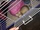 Ferret Animals for sale in Webster, TX, USA. price: NA