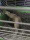 Ferret Animals for sale in 7 Crossan Ct, Wilmington, DE 19808, USA. price: NA