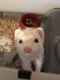 Ferret Animals for sale in Cookeville, TN, USA. price: NA