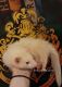 Ferret Animals for sale in Whiteville, NC 28472, USA. price: NA