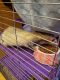 Ferret Animals for sale in 3421 Merle Hay Rd, Des Moines, IA 50310, USA. price: $300